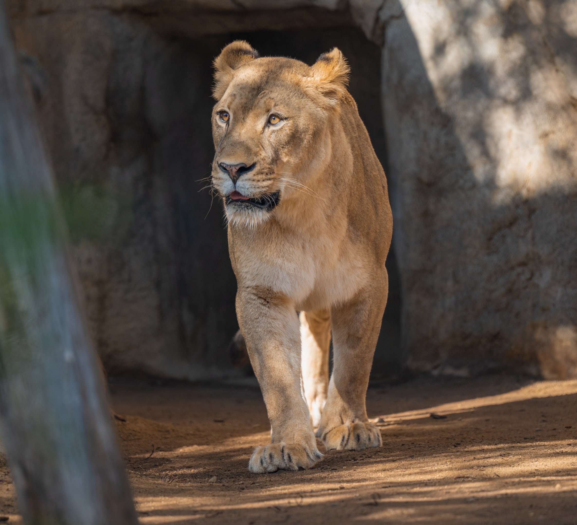 Miss Ellen the African Lion