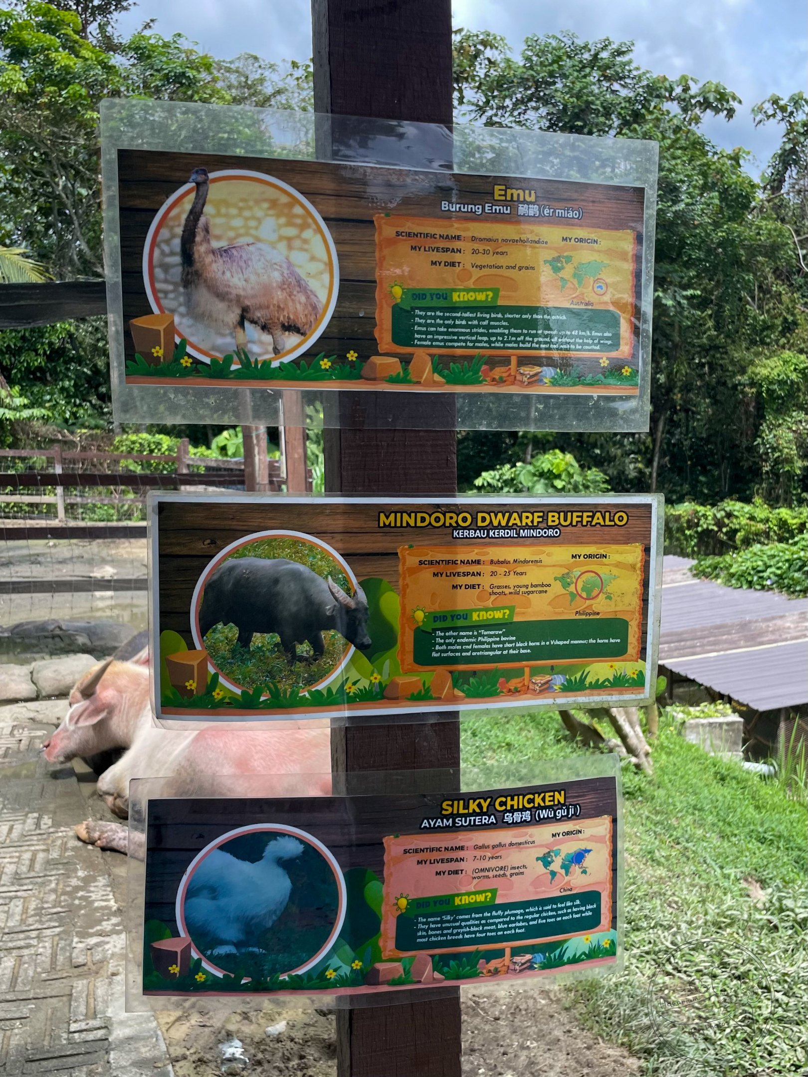 [Missign]Tamaraw / Mindoro Dwarf Buffalo (Bubalus mindorensis) Sign