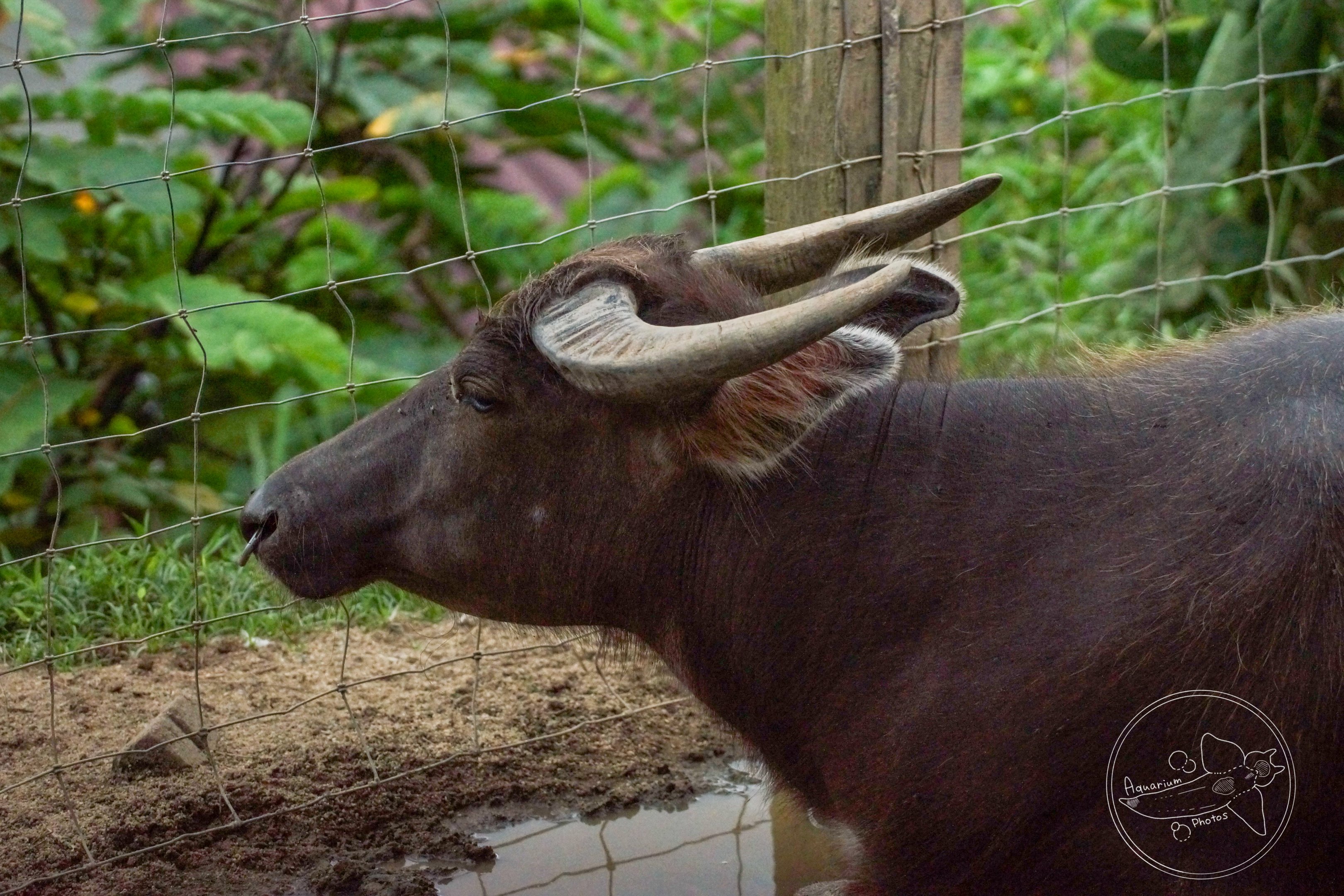 [Missign]Tamaraw / Mindoro Dwarf Buffalo (Bubalus mindorensis)