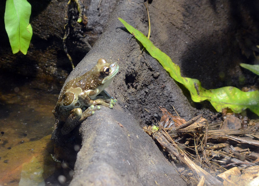 Mission golden eye tree frog