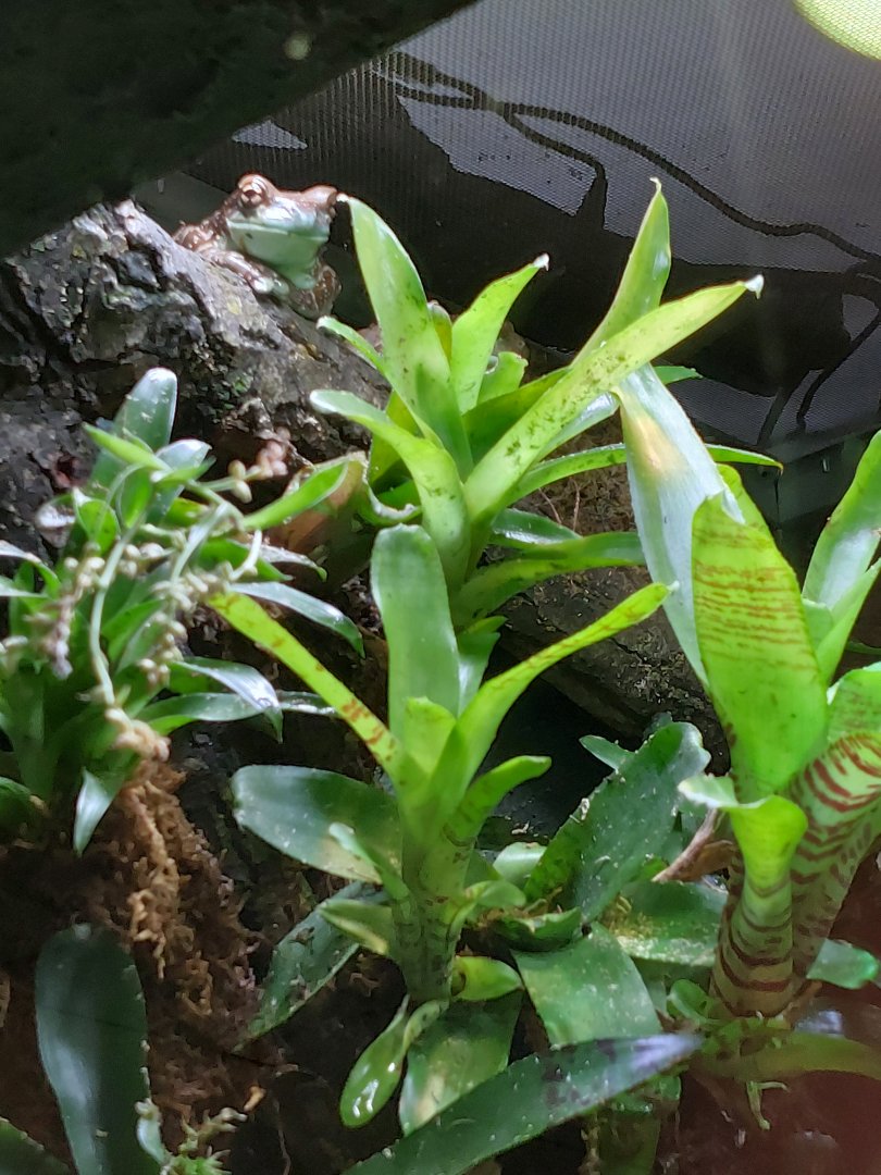 Mission golden-eyed tree frog[2] or Amazon milk frog (Trachycephalus resinifictrix)