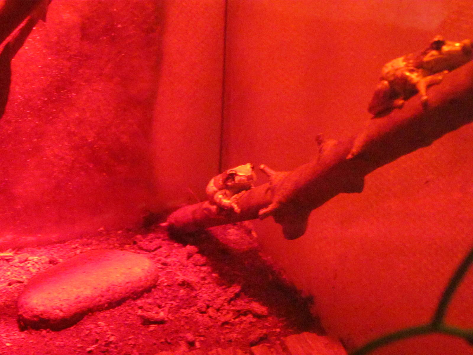 Mission Golden-eyed Tree Frog (aka Amazon Milk Frog)