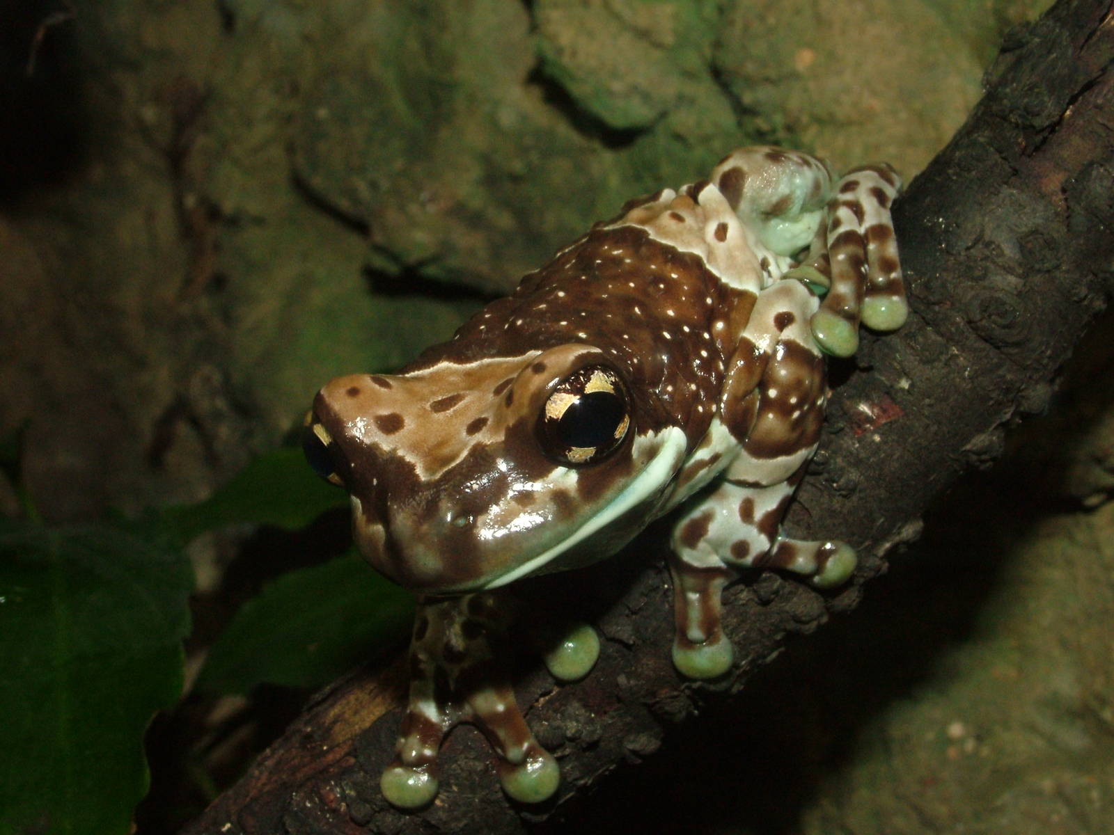 Mission Golden-eyed Tree Frog at the Old Zoo, Poznan Sept 08