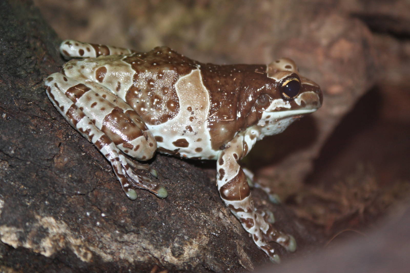 Mission Golden-eyed Tree Frog @ Chester; 22.09.2010