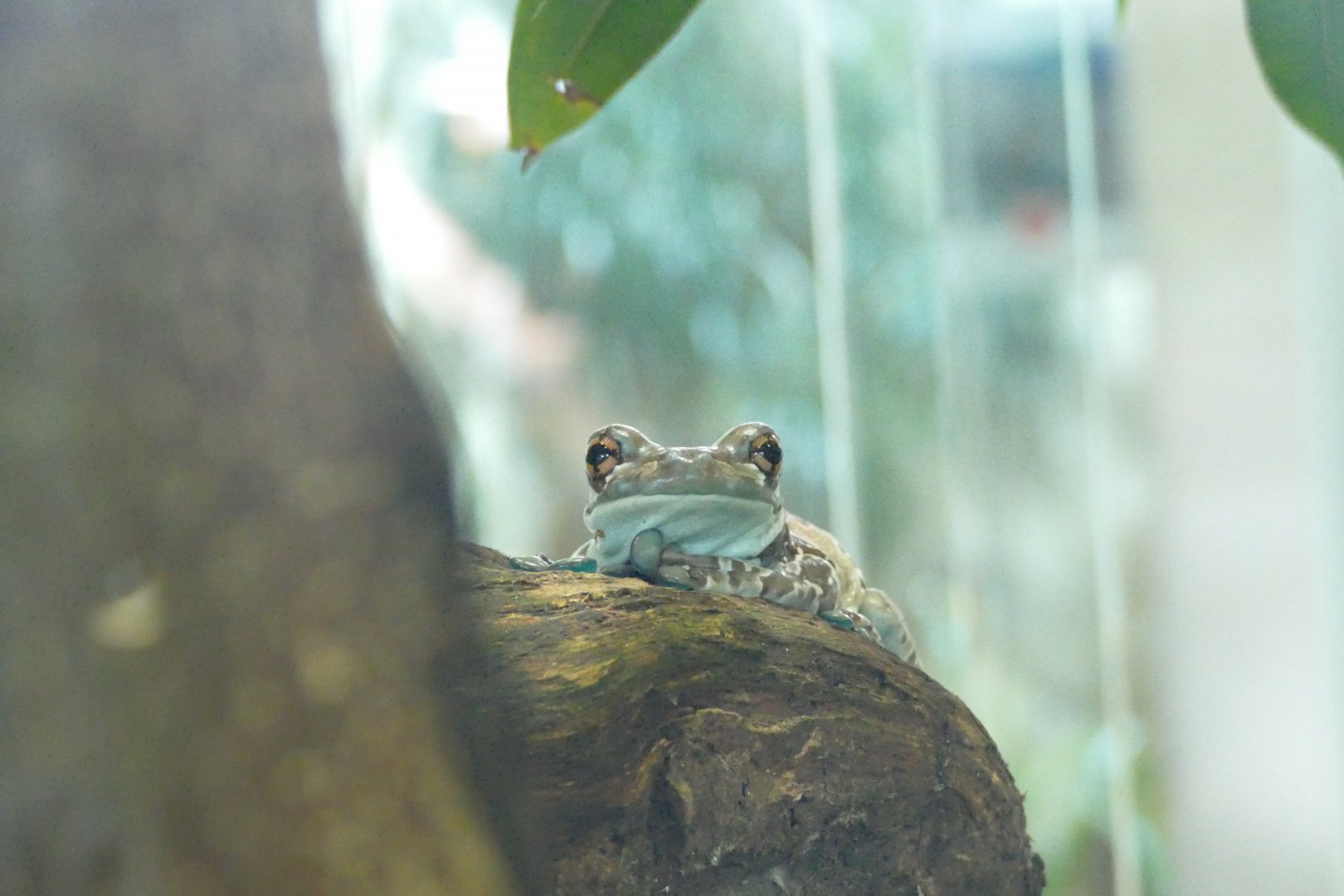 Mission golden-eyed tree frog, June 2018