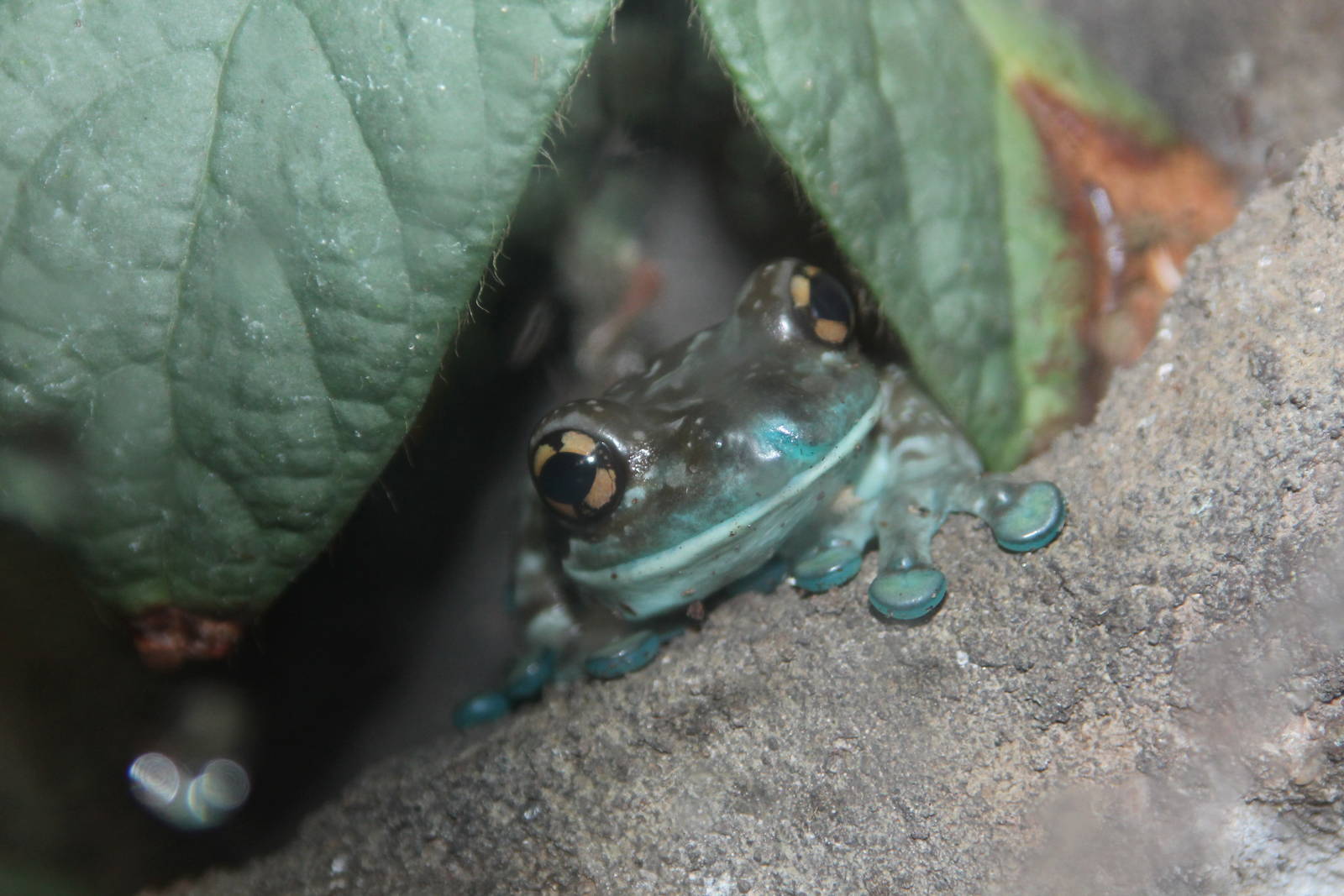 Mission golden-eyed Tree Frog October 2014