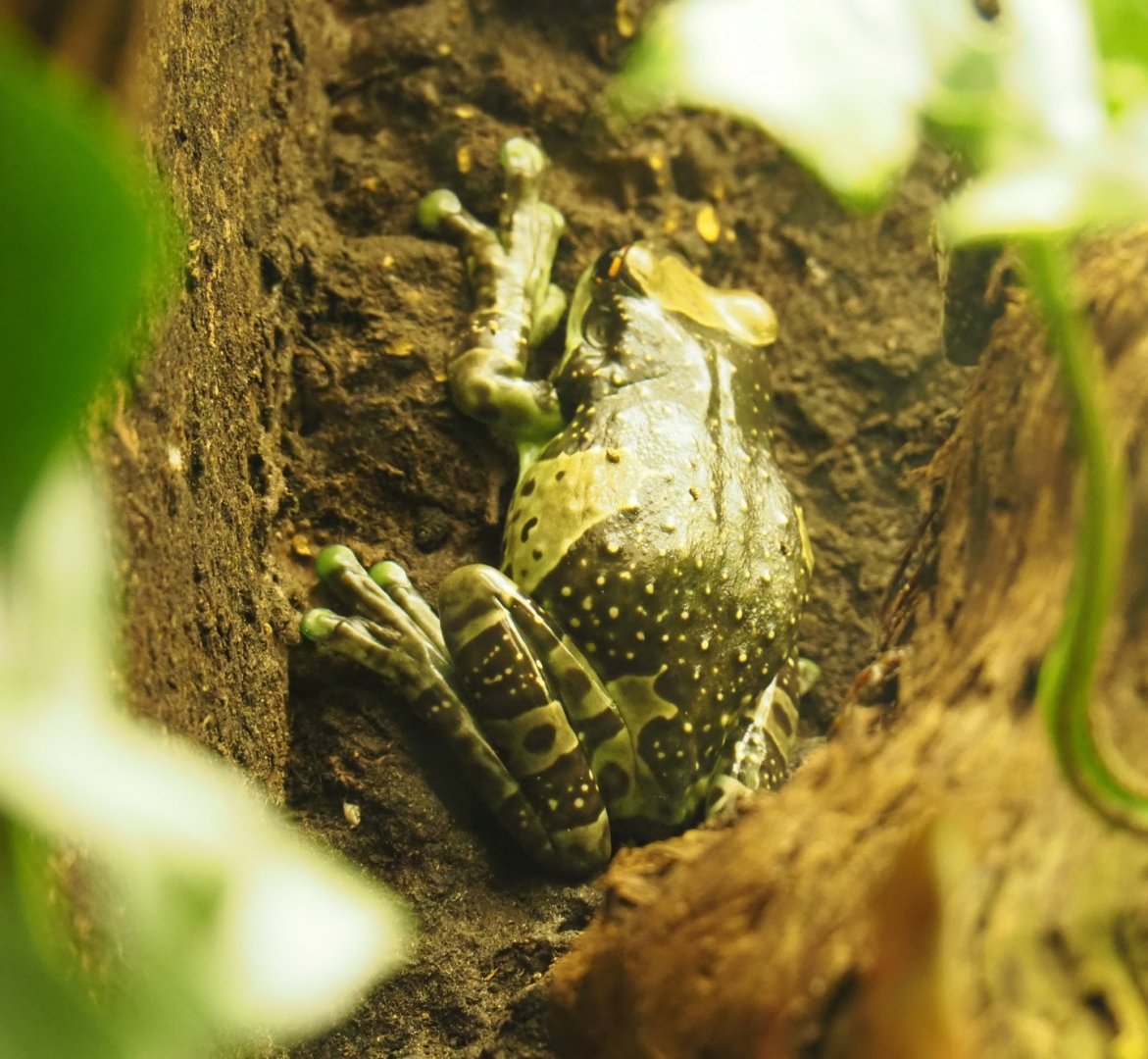 Mission golden-eyed tree frog or Amazon milk frog (Trachycephalus resinifictrix), 2019-03-30