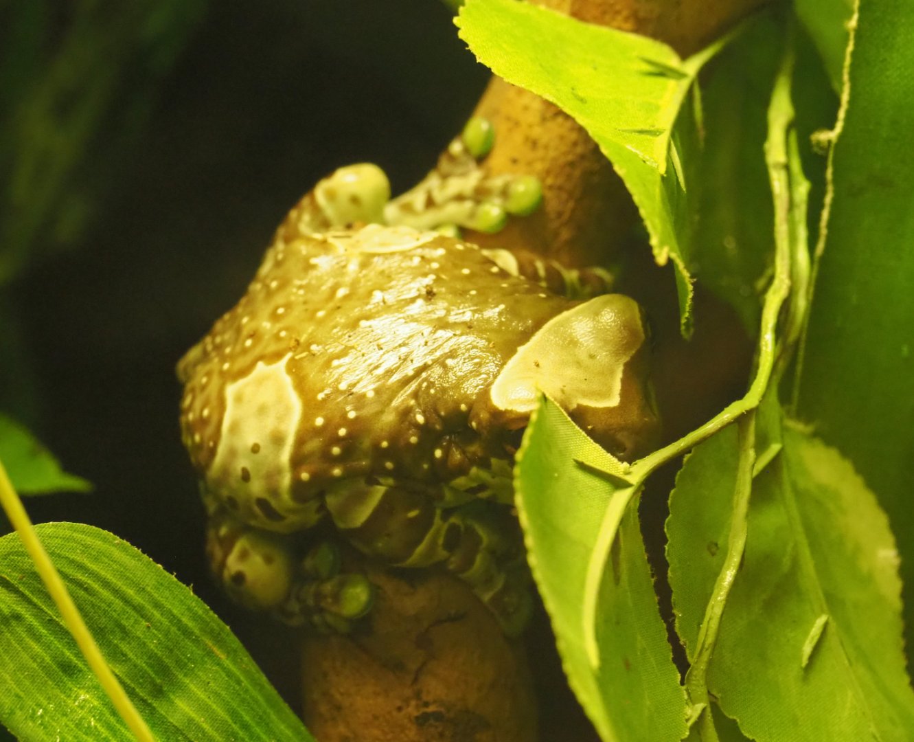 Mission golden-eyed tree frog or Amazon milk frog (Trachycephalus resinifictrix), 2020-06-28