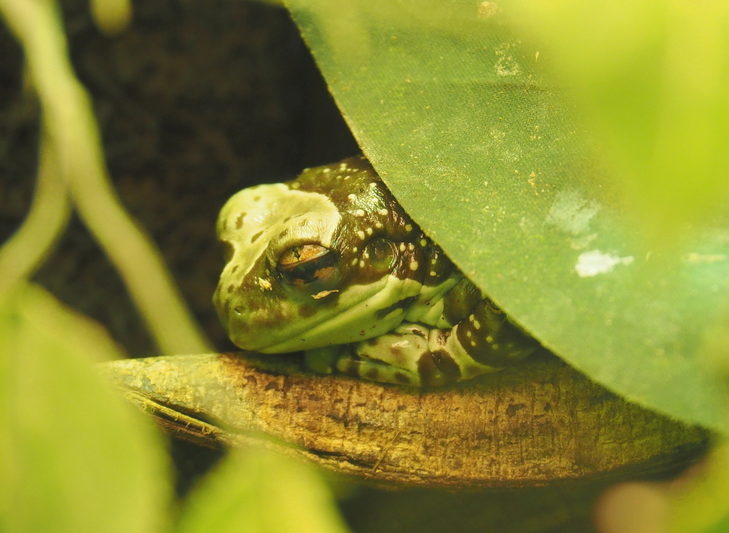 Mission golden-eyed tree frog or Amazon milk frog (Trachycephalus resinifictrix), 2021-06-12