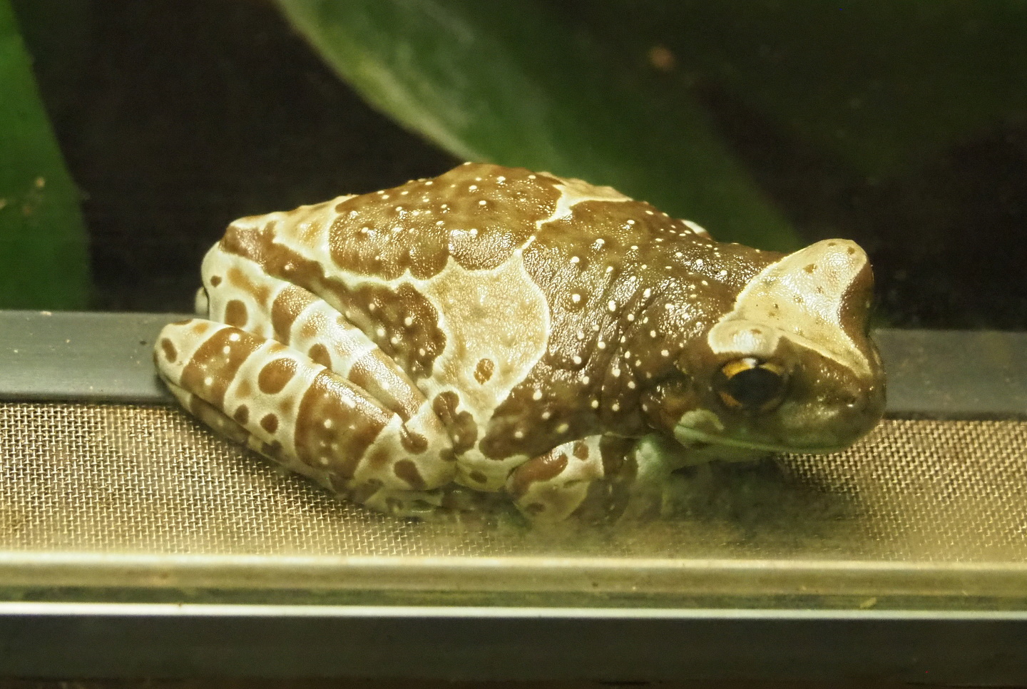 Mission golden-eyed tree frog or Amazon milk frog (Trachycephalus resinifictrix), 2021-07-17