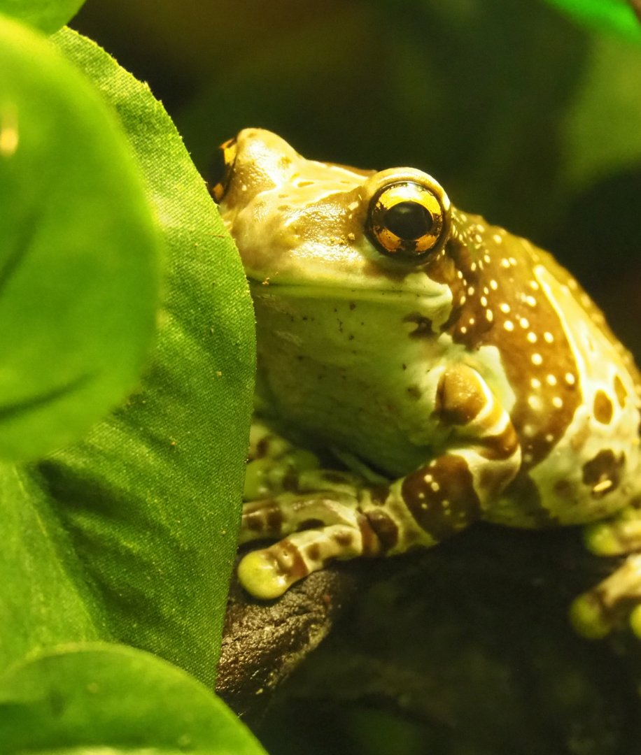 Mission golden-eyed tree frog or Amazon milk frog (Trachycephalus resinifictrix), 2021-07-17
