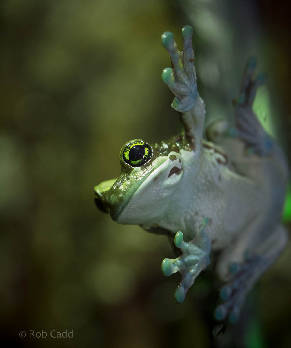 Mission golden-eyed tree frog : Paignton : 23 Sep 2015