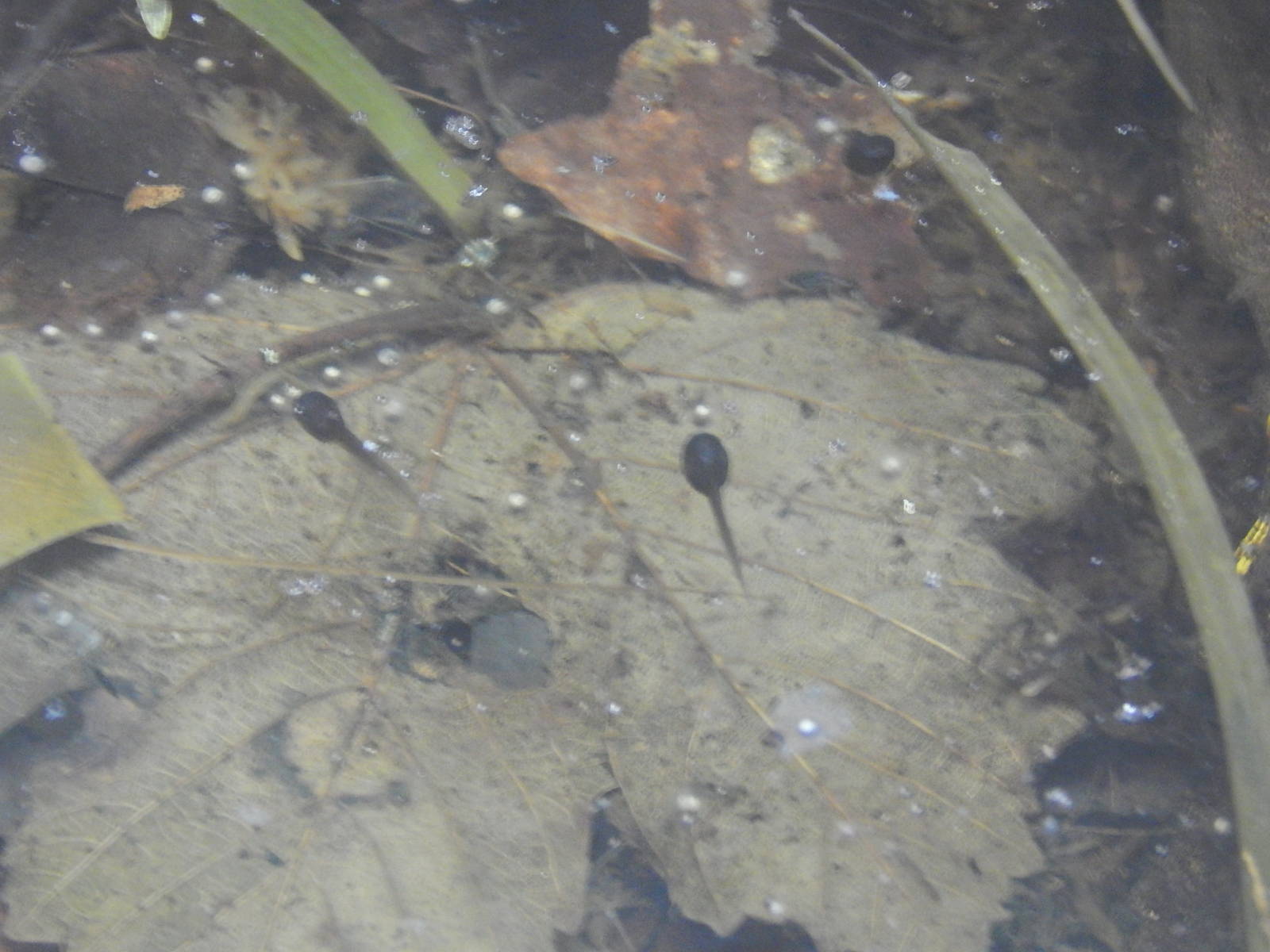 Mission Golden-eyed Tree Frog tadpoles