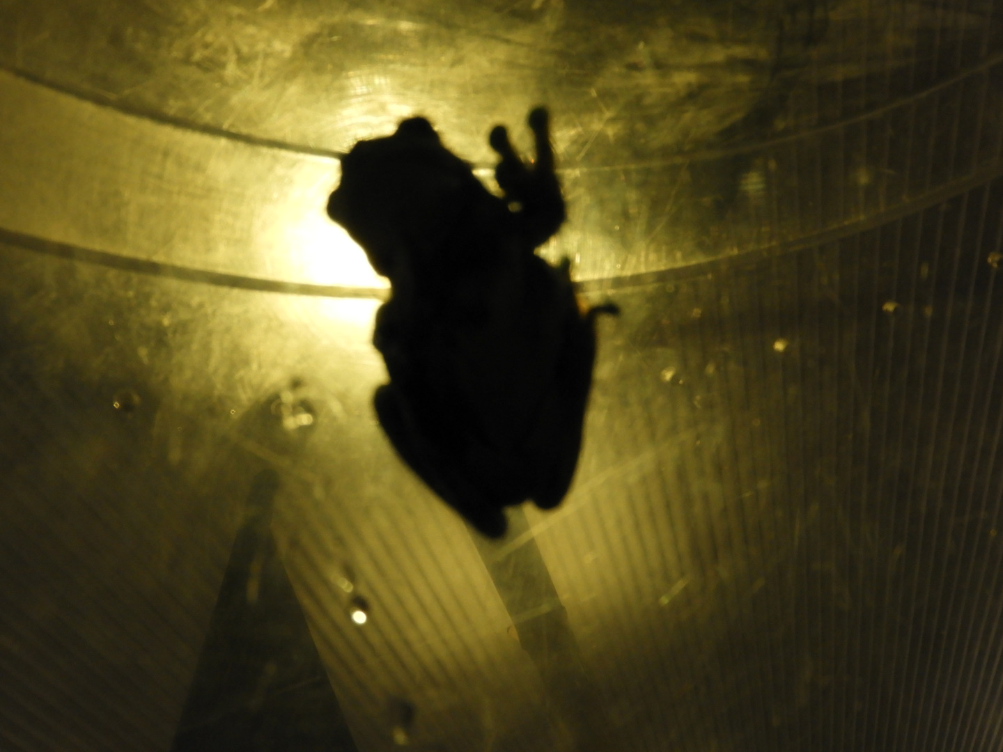 Mission Golden-Eyed Tree Frog (Trachycephalus resinifictrix)