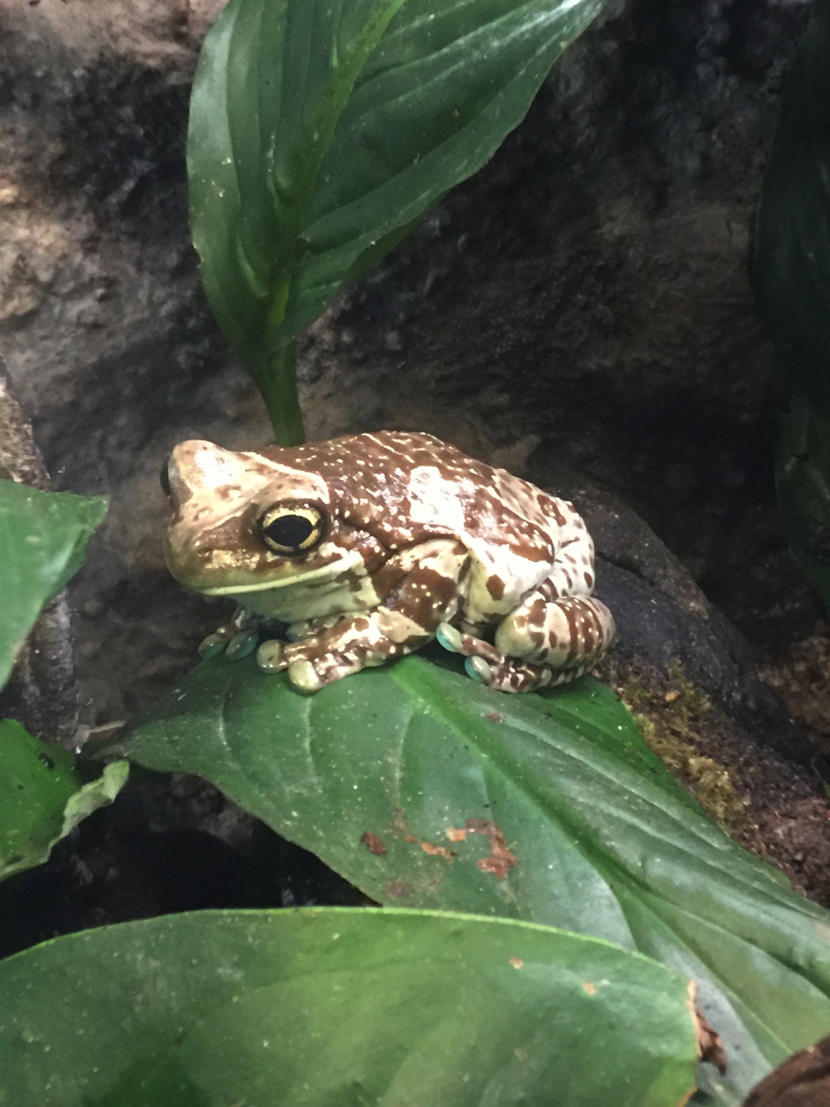 Mission golden-eyed tree frog (Trachycephalus resinifictrix)