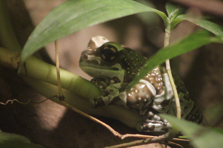 Mission golden-eyed tree frog (Trachycephalus resinifictrix)