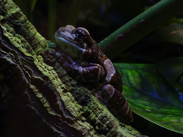 Mission golden-eyed tree frog (Trachycephalus resinifictrix)