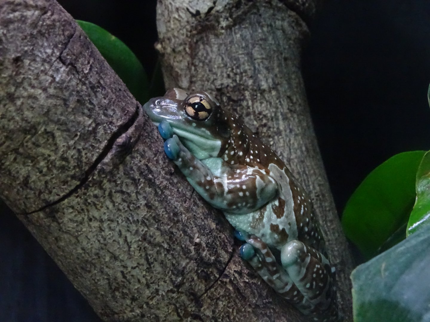 Mission golden-eyed tree frog (Trachycephalus resinifictrix)