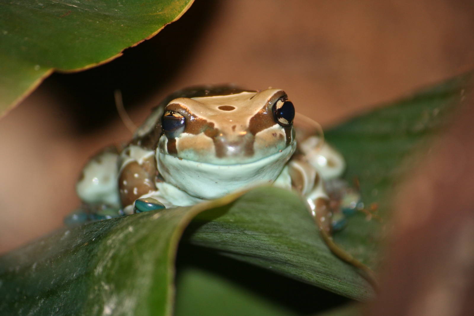Mission Golden-Eyed Tree Frog