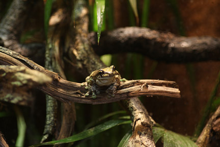 mission golden eyed tree frog