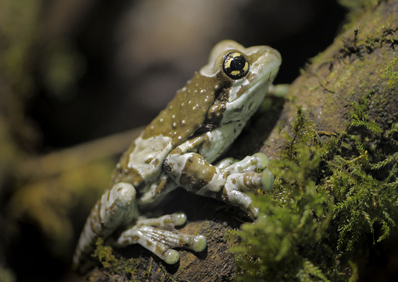 Mission golden-eyed tree frog