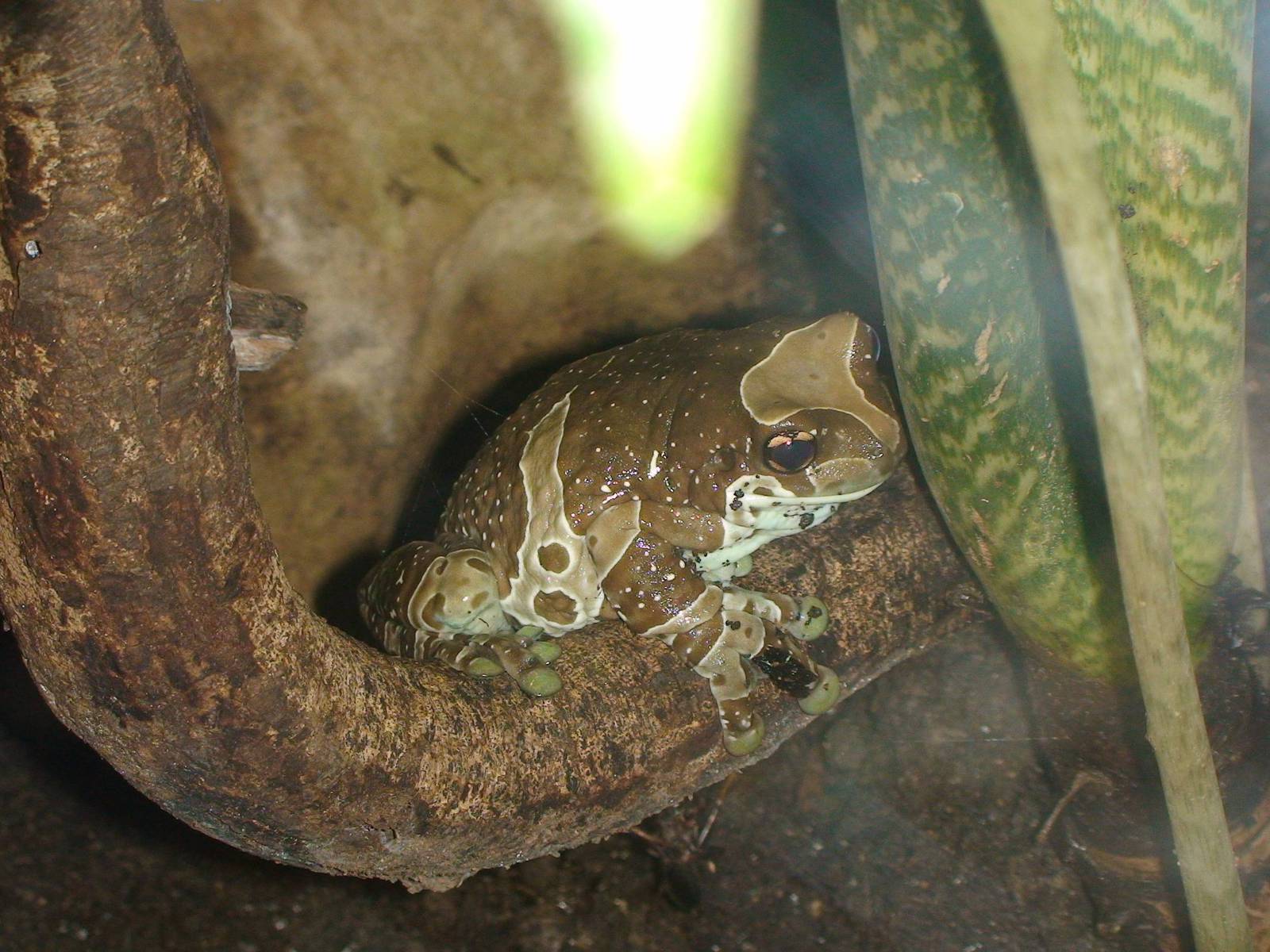 Mission Golden eyed tree frog