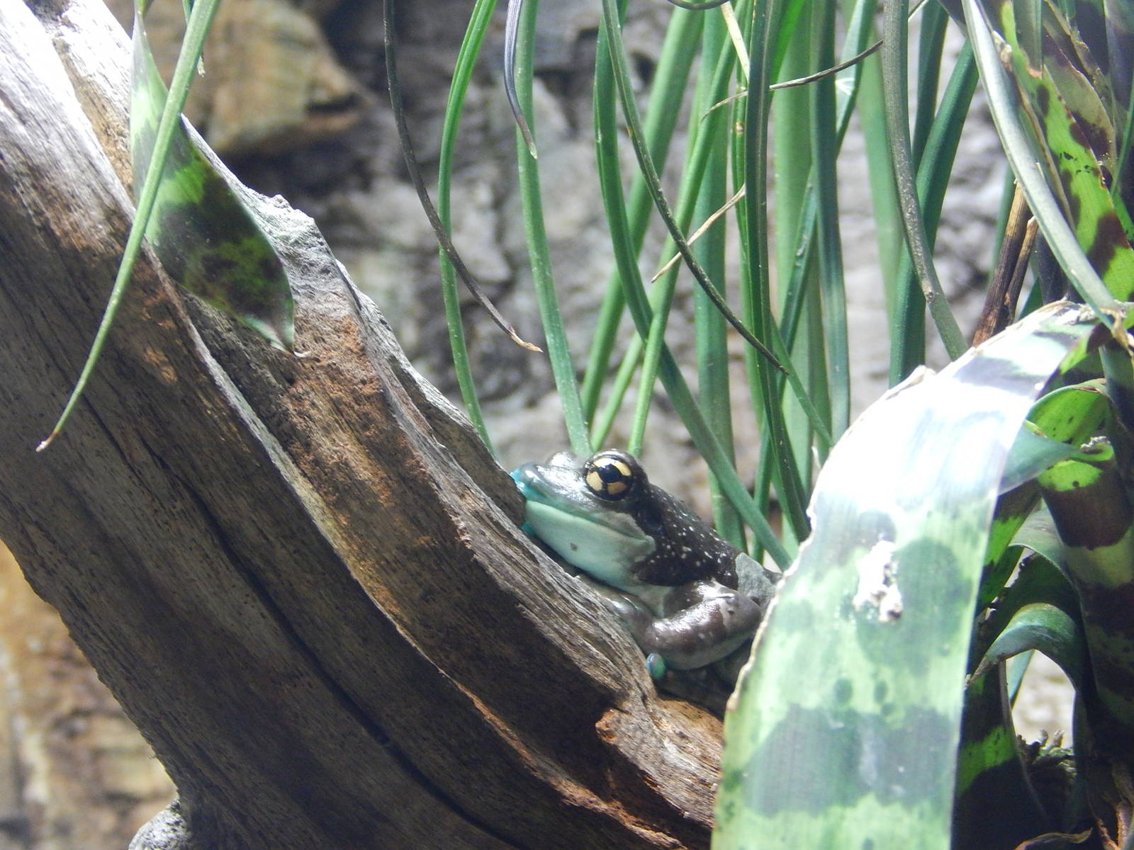 Mission Golden-eyed Tree Frog