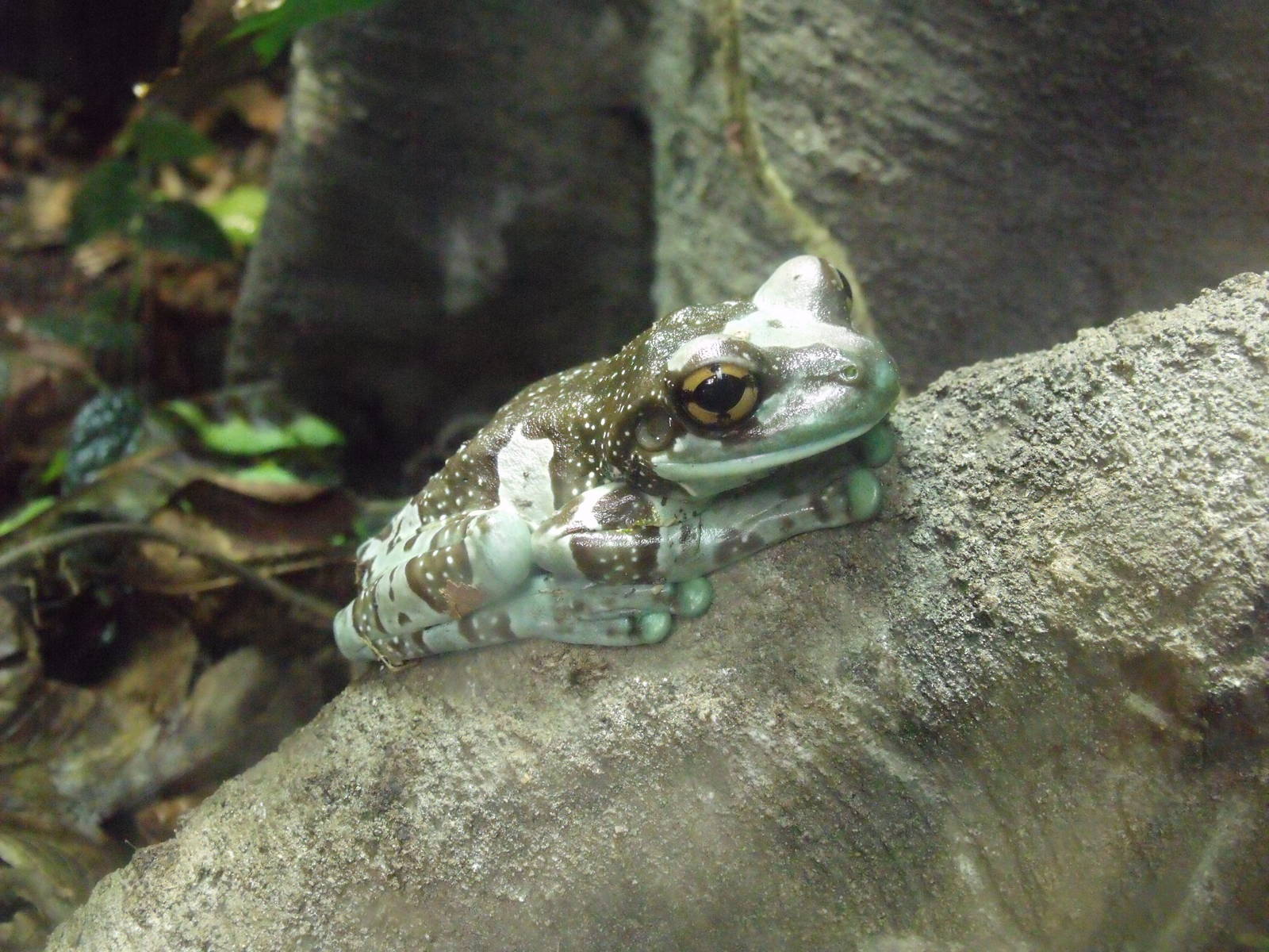 Mission Golden eyed tree frog