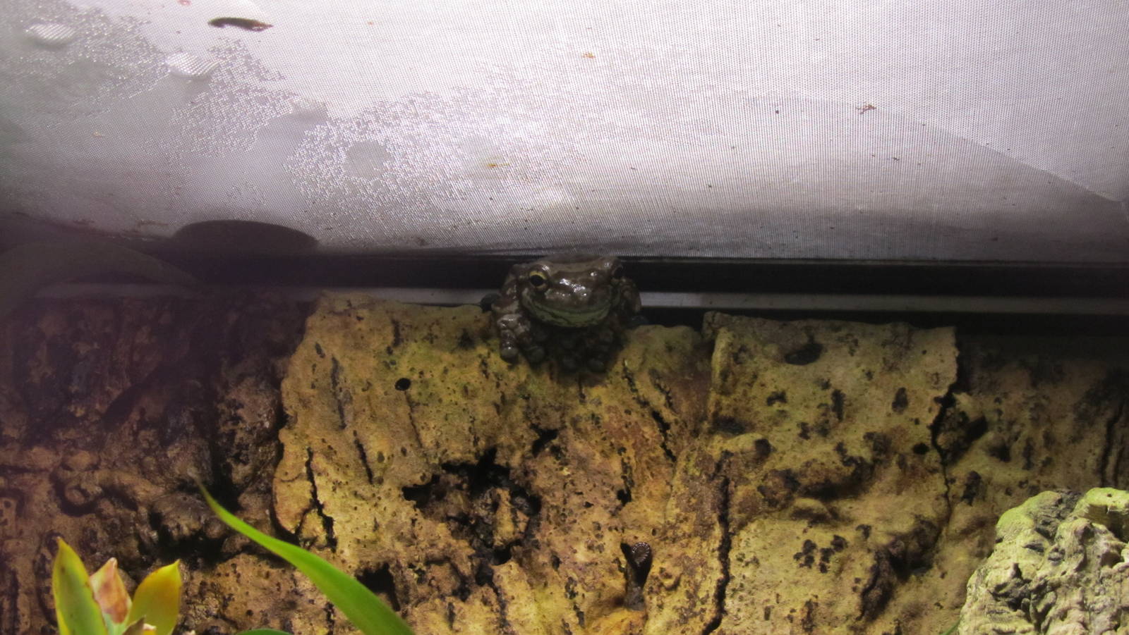 Mission golden-eyed tree frog