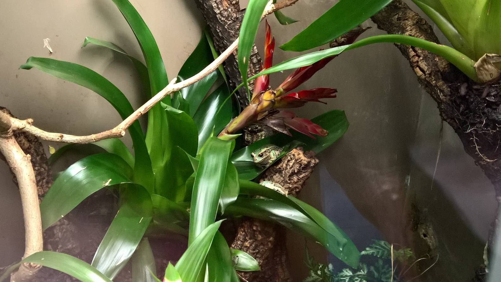 Mission golden-eyed tree frog