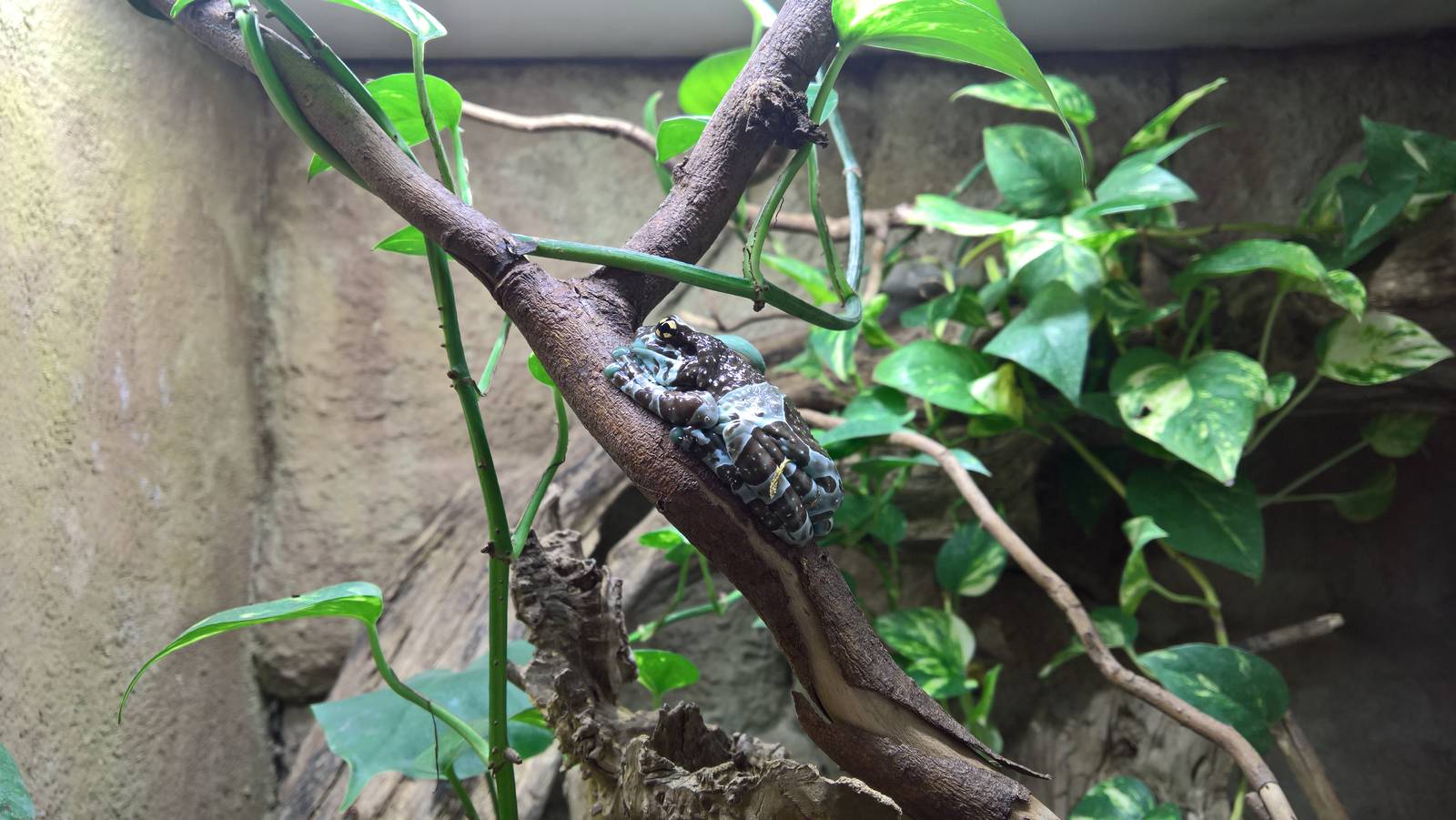 Mission golden-eyed tree frog