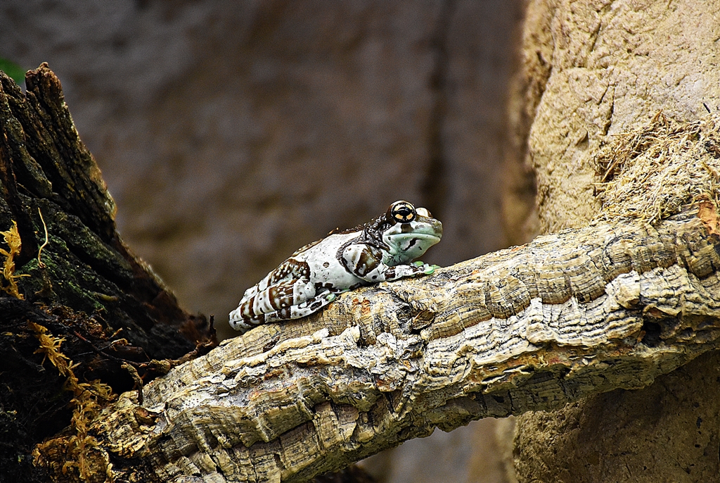 Mission golden-eyed tree frog