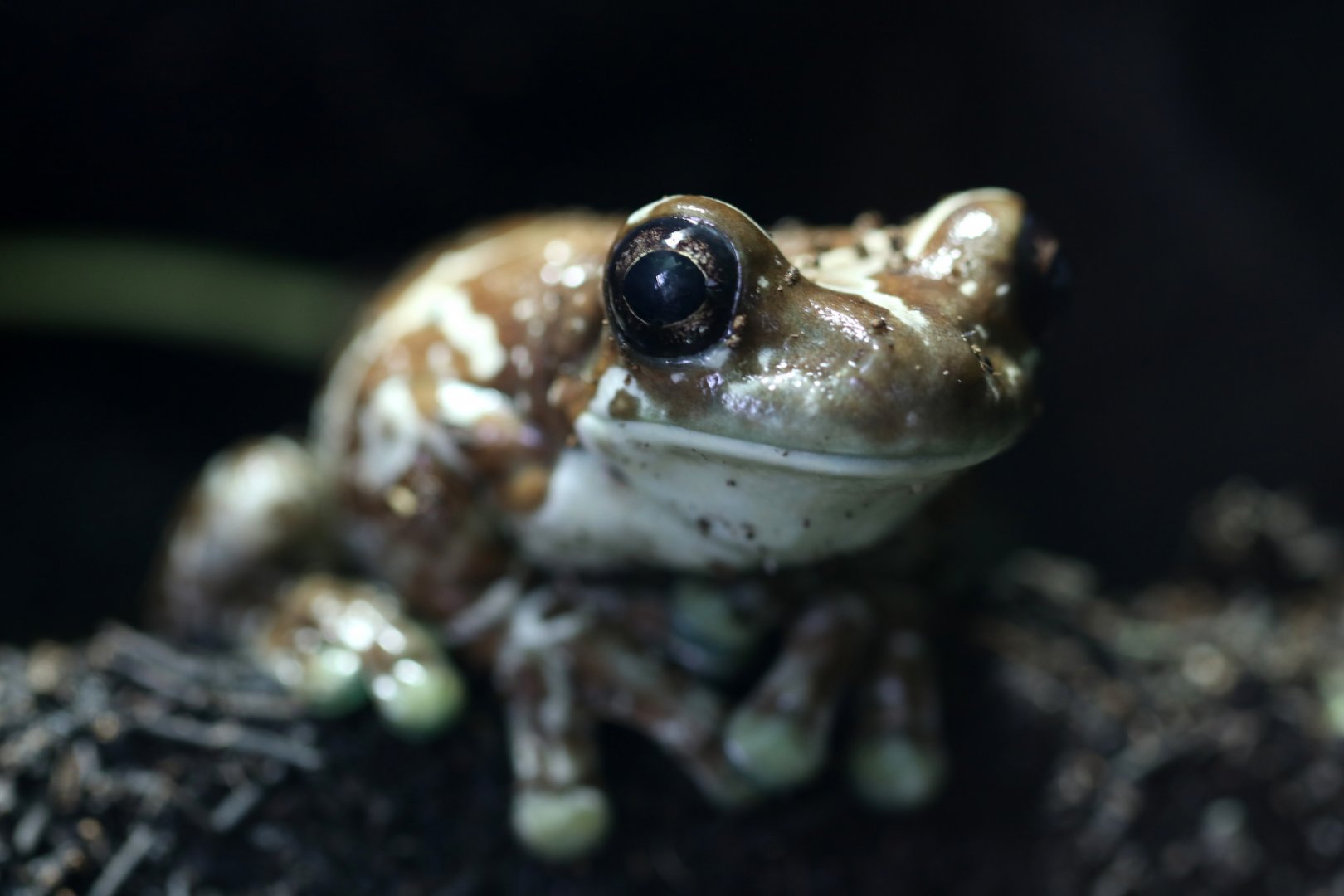 Mission golden-eyed tree frog