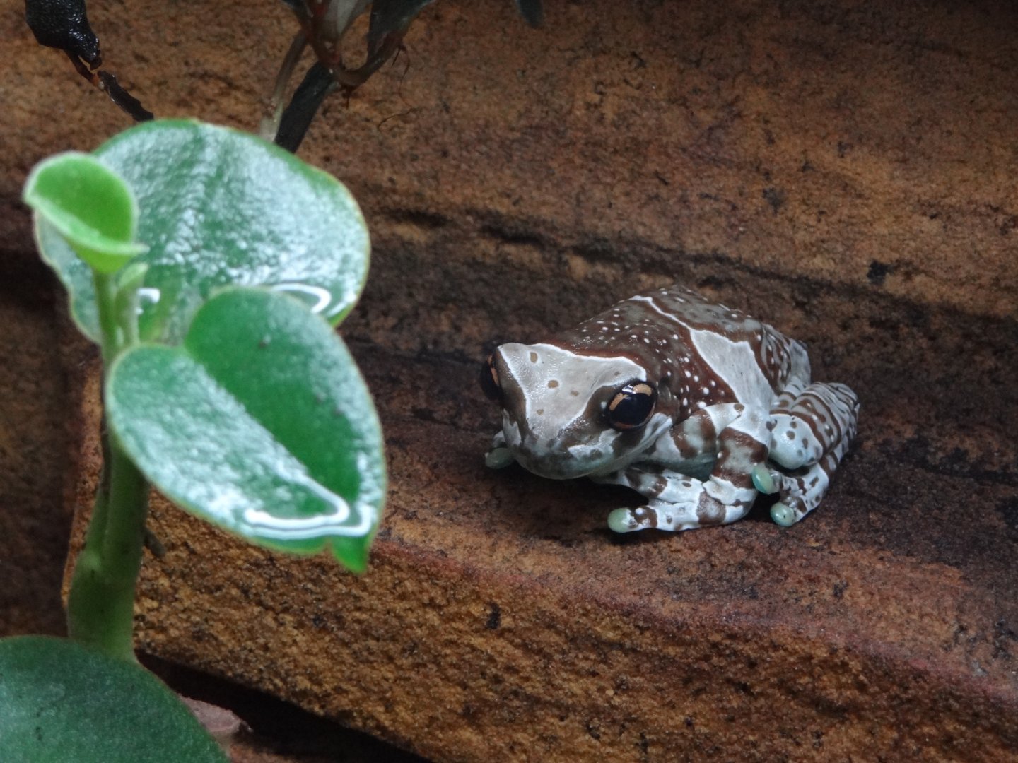 Mission Golden-eyed Tree Frog