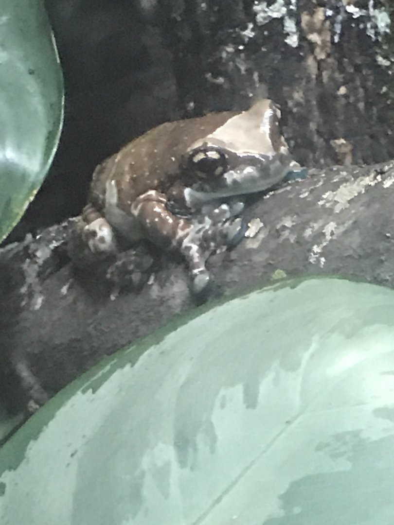 Mission golden-eyed tree frog