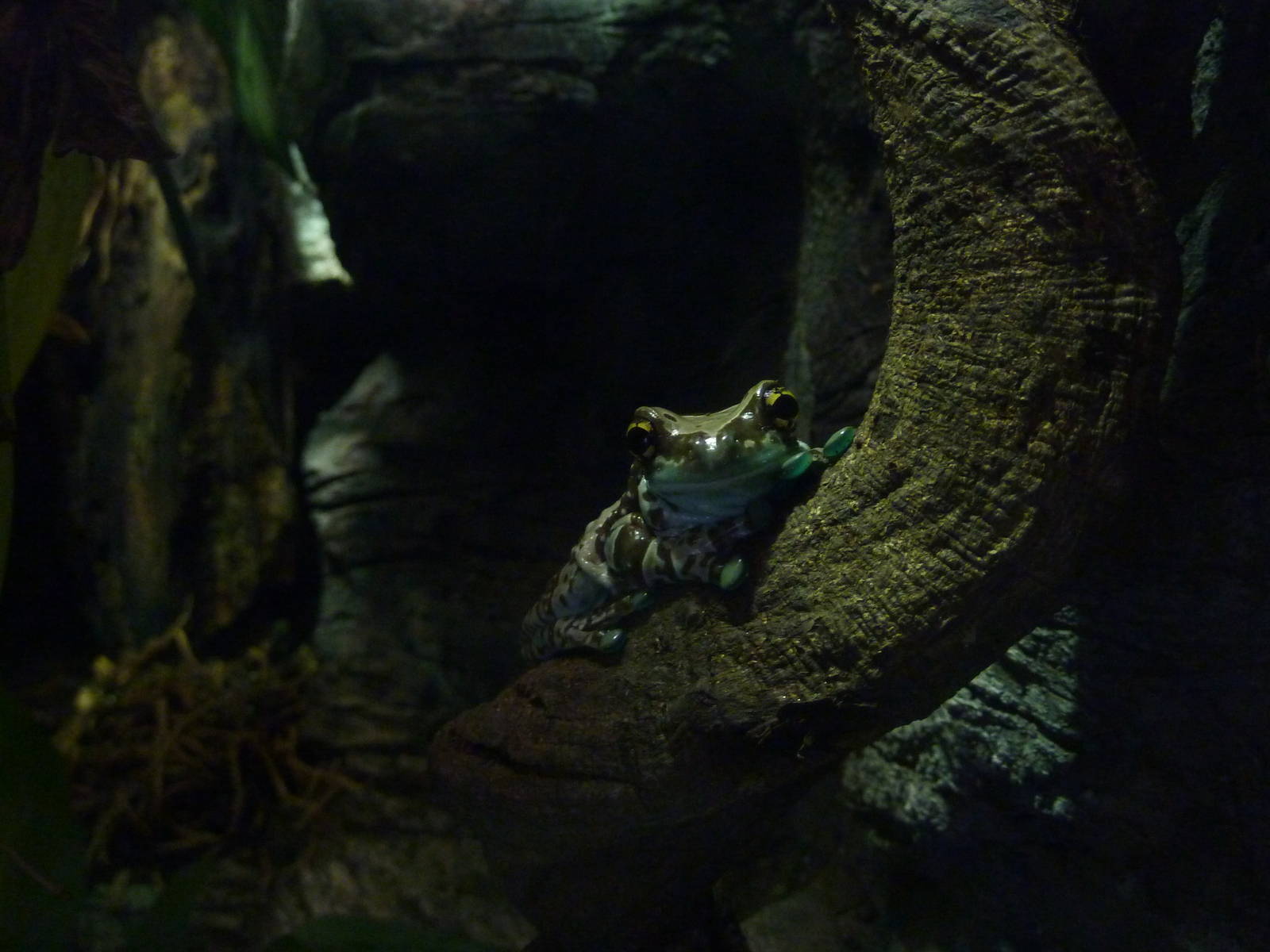 Mission golden-eyed tree frog