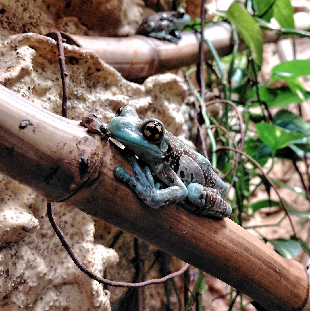 Mission golden-eyed tree frog