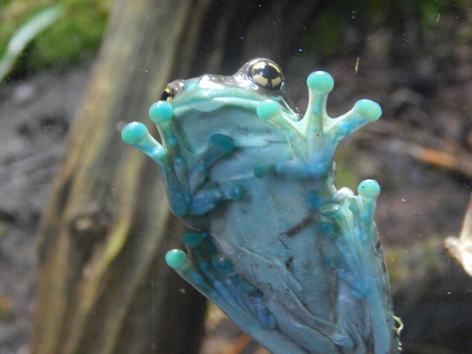 Mission Golden-eyed Treefrog