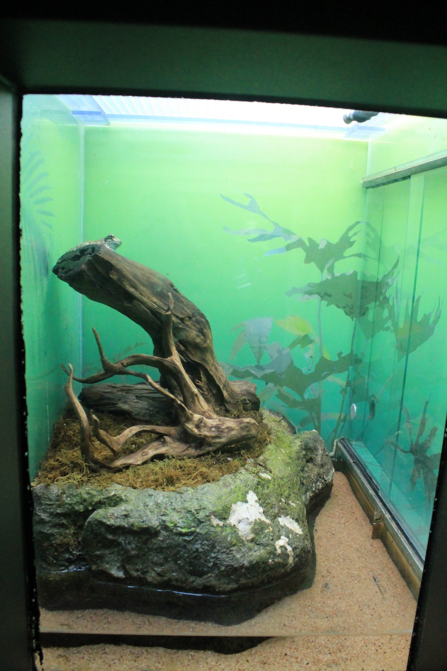 Mission Tree Frog tank