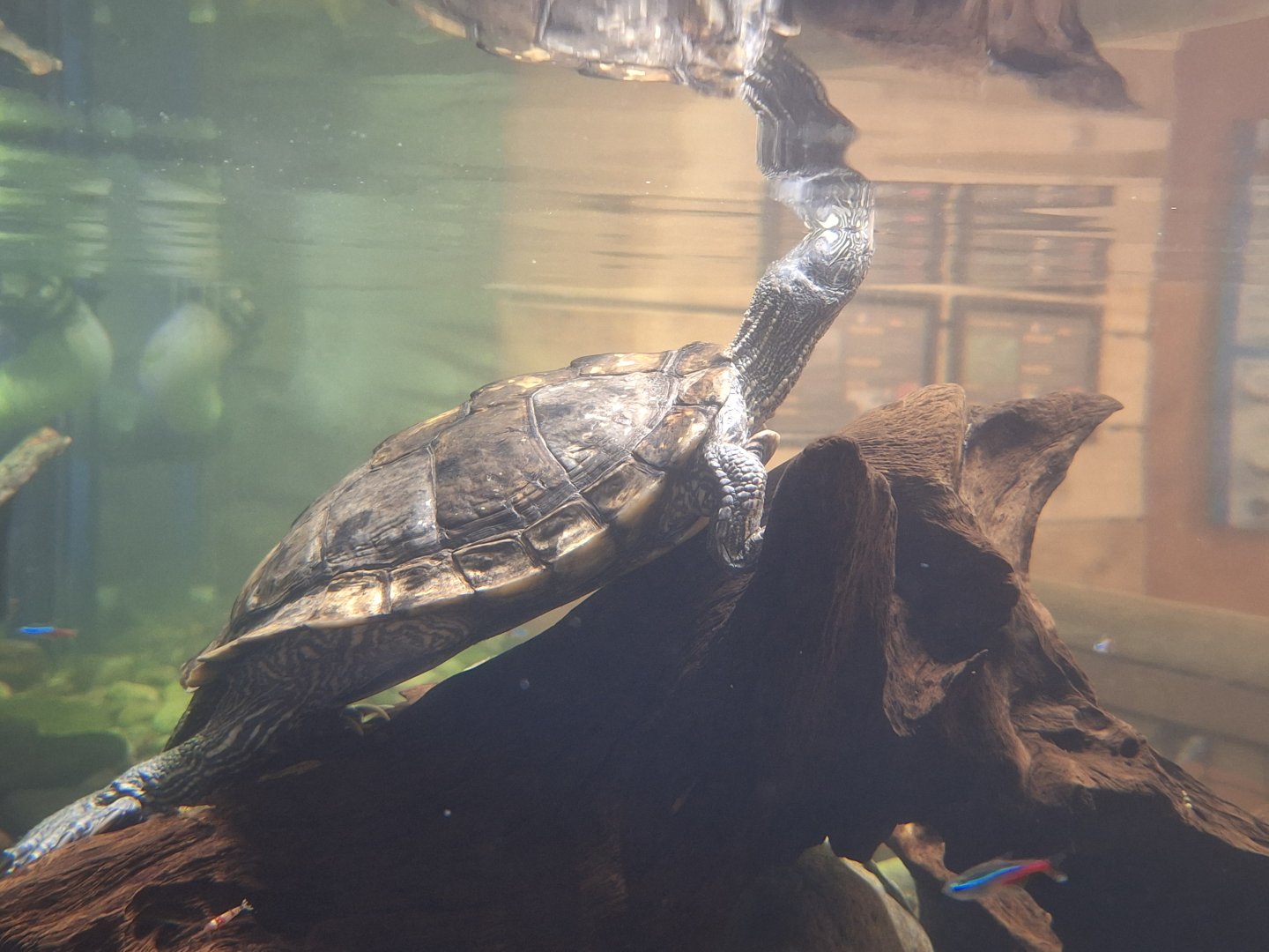 Mississipi Map Turtle
