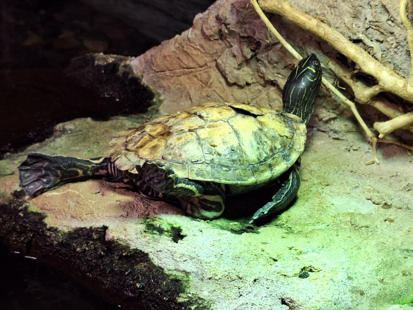 Mississipi Map Turtle