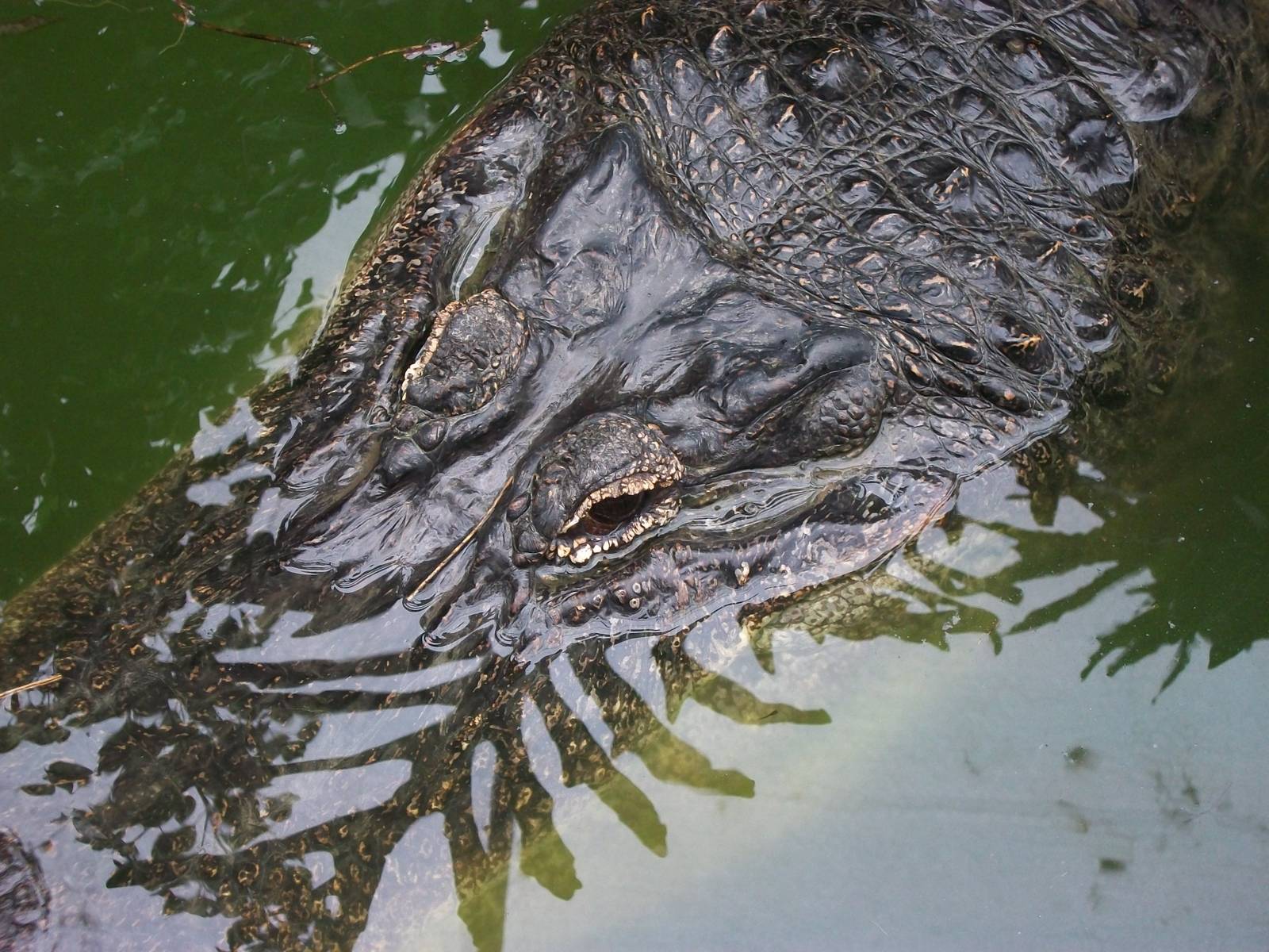 Mississippi Alligator 20th May 2013