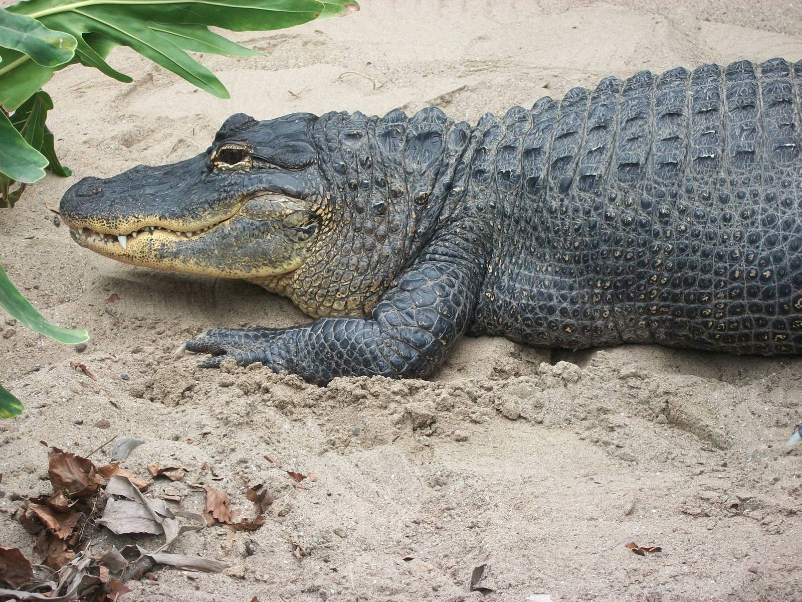 Mississippi Alligator 20th May 2013
