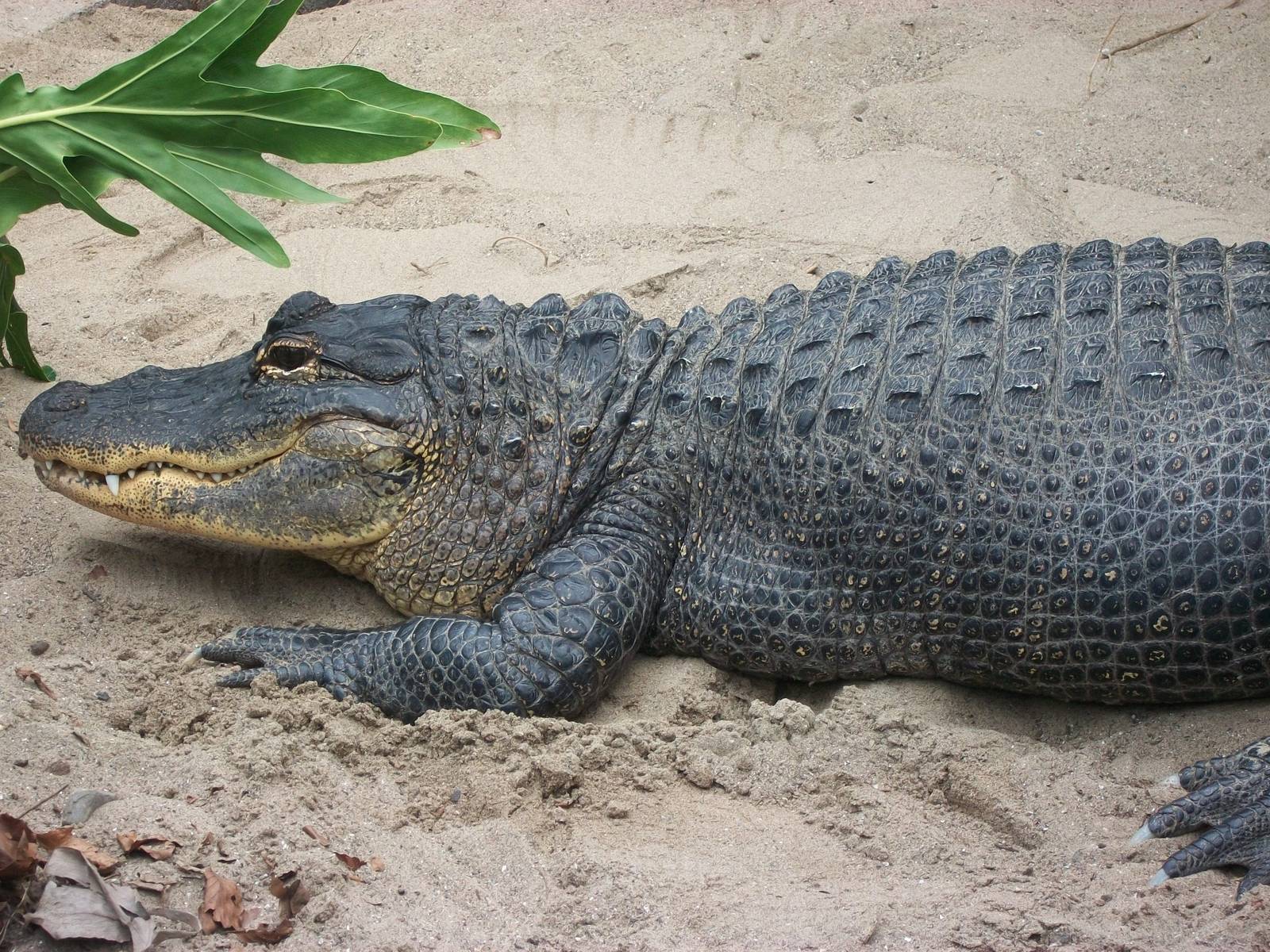 Mississippi Alligator 20th May 2013