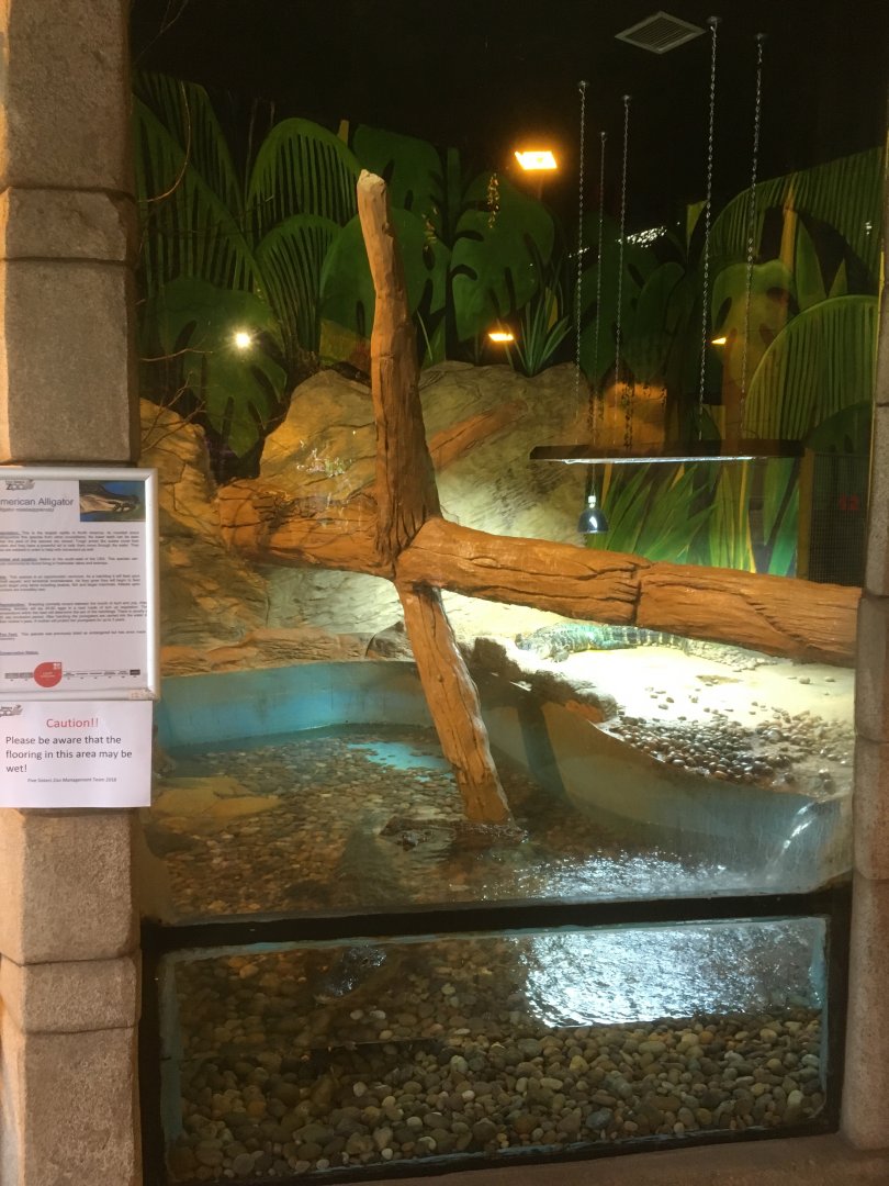 Mississippi alligator enclosure