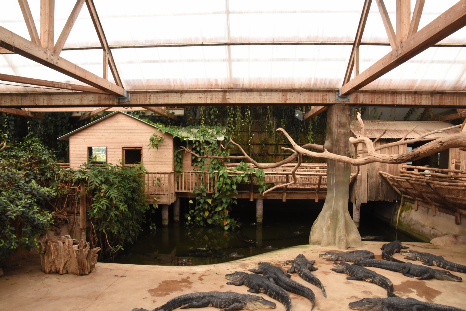 Mississippi Alligator enclosure