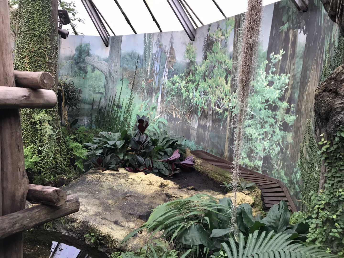 Mississippi alligator exhibit 280118