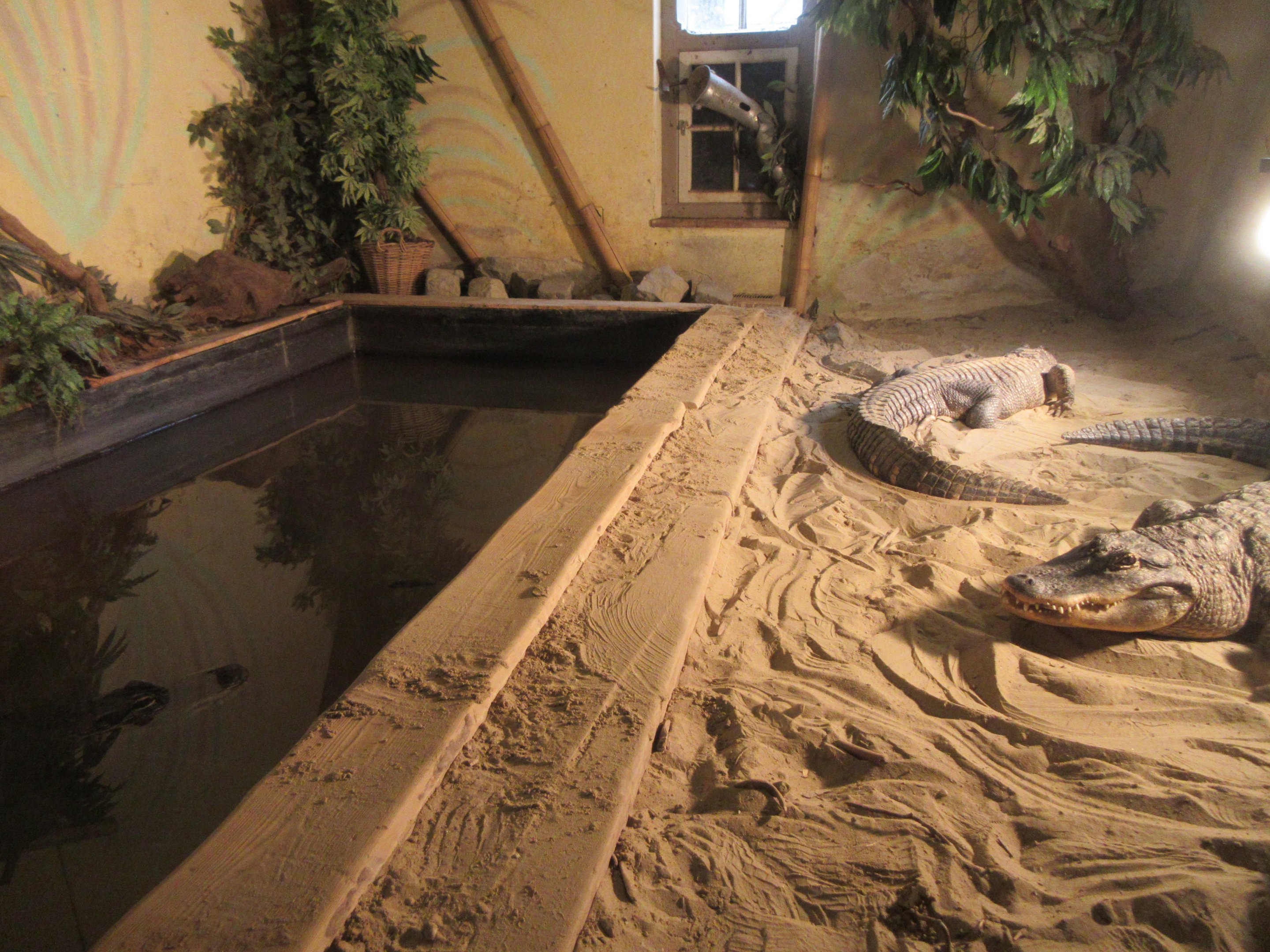 Mississippi Alligator Exhibit