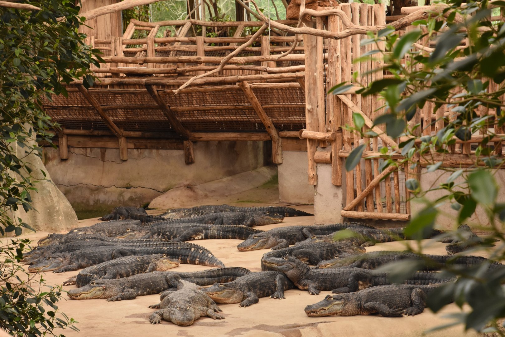 Mississippi Alligator group