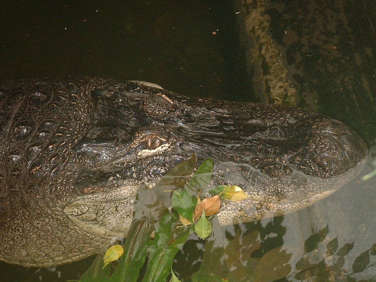 Mississippi Alligator - Welsh Mountain Zoo 2005